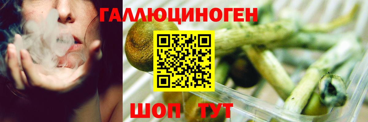 Псилоцибиновые грибы Psilocybe Северск
